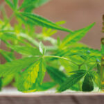 Test dei cannabinoidi